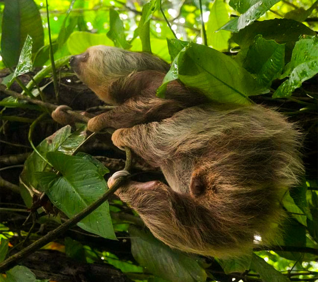 nature-at-korimana-fauna-at-korimana-healing-retreat